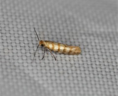 Argyresthia quadristrigella