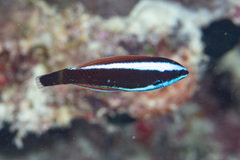 Pseudodax moluccanus