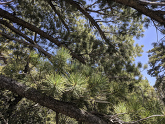 Pinus lambertiana