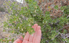 Ribes leptanthum