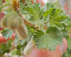 Ribes leptanthum