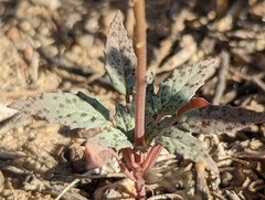 Chylismia claviformis lancifolia