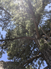 Pinus lambertiana