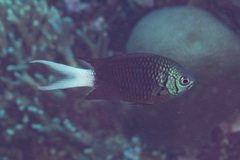 Chromis xanthura