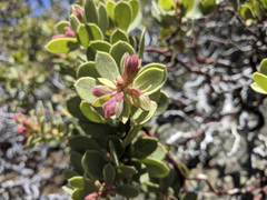 Arctostaphylos pringlei drupacea