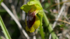 Ophrys lutea