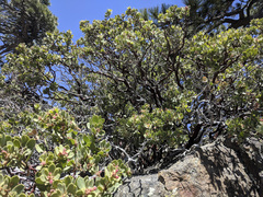 Arctostaphylos pringlei drupacea