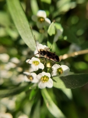 Rhyparochromus vulgaris