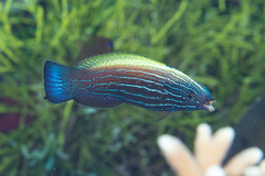 Labropsis xanthonota