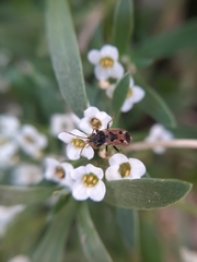 Rhyparochromus vulgaris