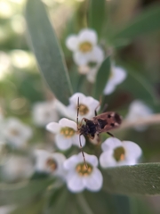 Rhyparochromus vulgaris