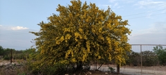 Parkinsonia texana macra