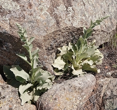 Verbascum rotundifolium