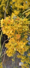 Parkinsonia texana macra