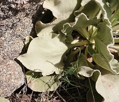 Verbascum rotundifolium