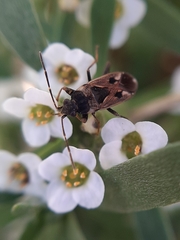 Rhyparochromus vulgaris