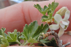 Ribes leptanthum