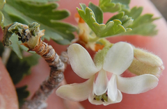 Ribes leptanthum