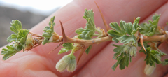 Ribes leptanthum
