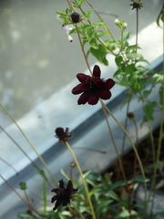 Cosmos atrosanguineus