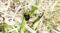 Ophrys insectifera