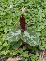 Trillium maculatum