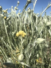 Helichrysum stoechas