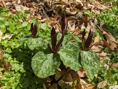 Trillium maculatum