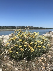 Helichrysum stoechas