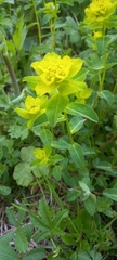 Euphorbia verrucosa
