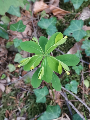 Image of Carniolan Spurge (Euphorbia carniolica) by (c) Ljaž, some rights reserved (CC BY)