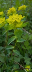 Euphorbia verrucosa