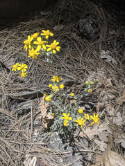 Packera multilobata