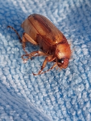 Rhizotrogus aestivus