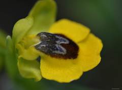 Ophrys lutea