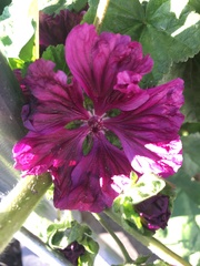 Malva sylvestris