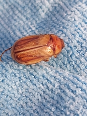 Rhizotrogus aestivus