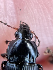 Poecilus corvus