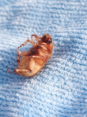 Rhizotrogus aestivus