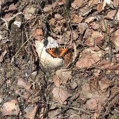 Aglais urticae