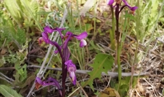 Anacamptis morio