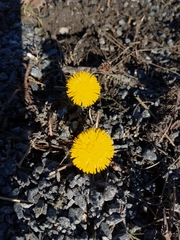 Tussilago farfara