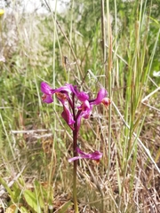 Anacamptis morio