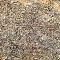 Lutrogale perspicillata