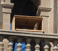 Falco tinnunculus