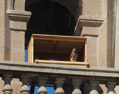 Falco tinnunculus