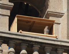 Falco tinnunculus