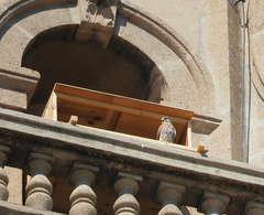 Falco tinnunculus