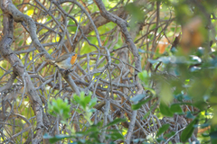 Erithacus rubecula