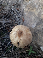 Psathyrella pennata